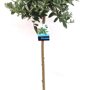 Salix 'Helvetica' 160 cm